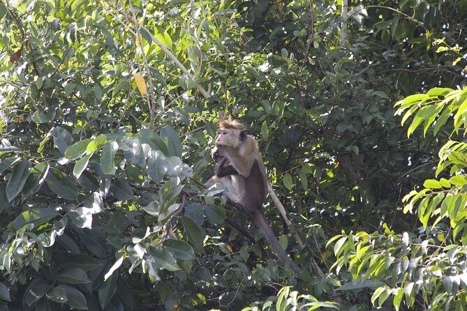 3 Hours Lagoon Tour to Monkey Island - An In-Depth Review of the Lagoon Tour to Monkey Island
