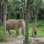 30-Minutes Guided Tour & Transfer to Khaolak Elephant Sanctuary - The Learning Curve: Why This Tour Matters