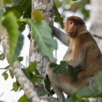 3D2N Kinabatangan River Cruise - Transportation, Accommodation & Value