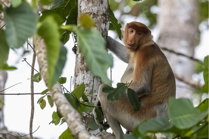 3D2N Kinabatangan River Cruise - Transportation, Accommodation & Value