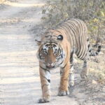 4 Day Golden Triangle Tour With Ranthambore Tiger Safari - Final Thoughts