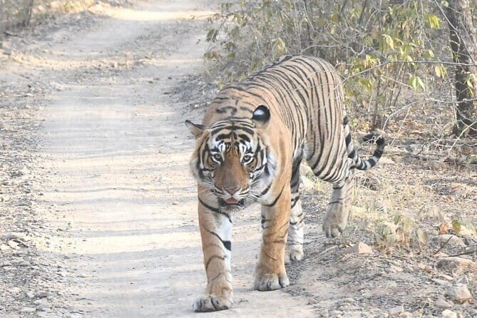 4 Day Golden Triangle Tour With Ranthambore Tiger Safari - Final Thoughts