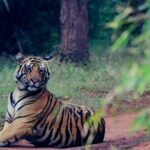 4 days Golden Triangle Tour from Delhi with Leopard jeep safari - What Makes This Tour Unique?