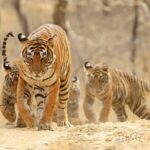 4 Days: Ranthambore & Jaipur Tour From Agra With Delhi Drop - Who Should Consider This Tour?