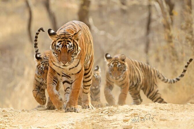 4 Days: Ranthambore & Jaipur Tour From Agra With Delhi Drop - Who Should Consider This Tour?