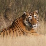 4 Days: Ranthambore, Jodhpur, Udaipur Tour From Jaipur With Hotel - FAQ