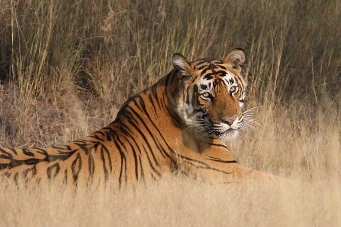 4 Days: Ranthambore, Jodhpur, Udaipur Tour From Jaipur With Hotel - FAQ