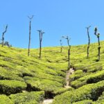 4 days village exploration in Kerala ! - Final Thoughts