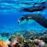 4 Point Snorkeling Nusa Penida from Bali - Who Should Consider This Tour?