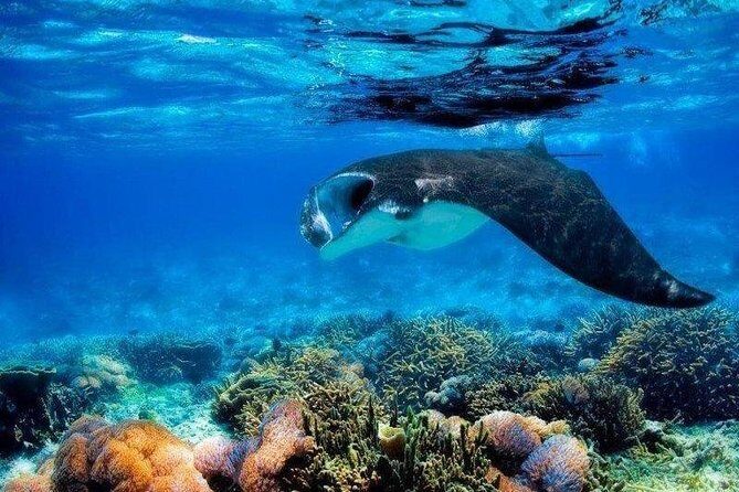 4 Point Snorkeling Nusa Penida from Bali - Who Should Consider This Tour?