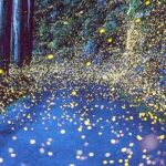 4 Tours Pass (KL City+Batu Caves & Countryside+Firefly+Genting) - The Itinerary Breakdown