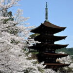 5-Day One Way Bus Trip to North Hyogo from Fukuoka to Hiroshima - The Route and Itinerary: What to Expect Day-by-Day