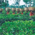 5 Days Bangladesh Tour - Dhaka - Sonargaon - Srimangal - Who Will Love This Tour?