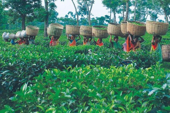 5 Days Bangladesh Tour - Dhaka - Sonargaon - Srimangal - Who Will Love This Tour?