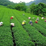 5 Days Darjeeling Sikkim Tour - The Itinerary in Detail