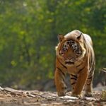 6-Day Private Tour of Indian Wildlife & Palaces from Colombo Port - The Practical Side: What to Expect and Why It Matters