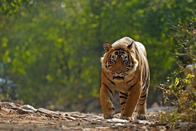 6-Day Private Tour of Indian Wildlife & Palaces from Colombo Port - The Practical Side: What to Expect and Why It Matters