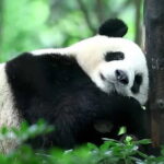 6-Day Tour Dujiangyan, Qingcheng Mountain, Chengdu Panda Base - Transport, Group Size, and Overall Value