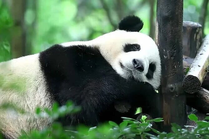 6-Day Tour Dujiangyan, Qingcheng Mountain, Chengdu Panda Base - Transport, Group Size, and Overall Value