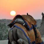 6 Days Golden Triangle with Jaisalmer Desert Safari Tour - Final thoughts on value and who it suits best