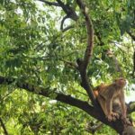 7 Day Private Tour in Nepal - FAQ
