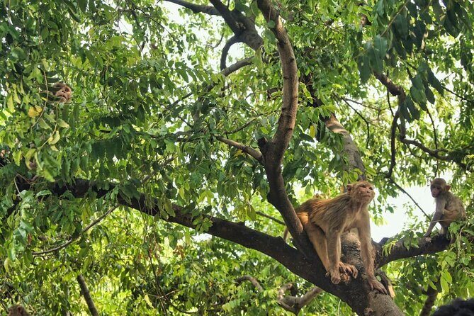 7 Day Private Tour in Nepal - FAQ