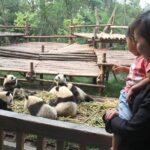 7-Day Private Tour to Chengdu City Highlight, Mount Emei and Jiuzhaigou - Exploring Chengdu: Pandas, Parks, and Old Streets