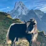 7 Days Mardi Himal Trek - Practical Considerations