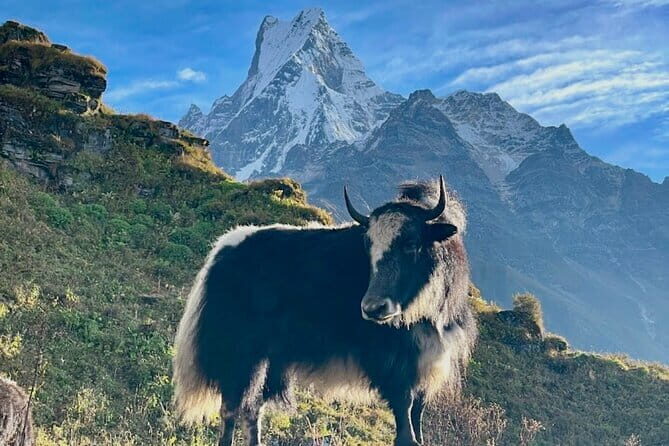 7 Days Mardi Himal Trek - Practical Considerations