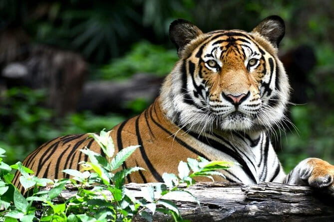 8 Day Delhi Agra Ranthambore Udaipur Jaipur Delhi Tour. - What Makes This Tour Stand Out?