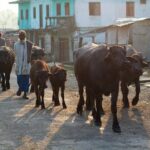 8 days Buddhist Pilgrimage Lumbini & Jungle Safari Chitwan National Park Tour - Exploring the Journey: A Deep Dive into the 8-Day Tour