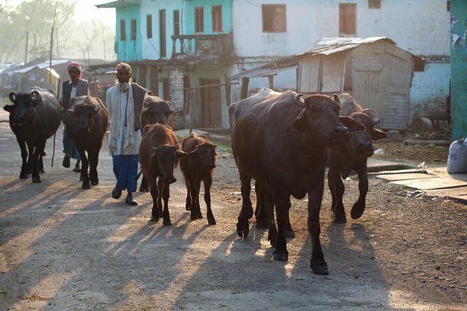 8 days Buddhist Pilgrimage Lumbini & Jungle Safari Chitwan National Park Tour - Exploring the Journey: A Deep Dive into the 8-Day Tour