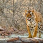 8 Days Golden Triangle Tour With Ranthambore Tiger Safari - Value and Practical Aspects