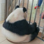 a better Panda Volunteer Experience at the Best panda base - WOLONG - Final Thoughts