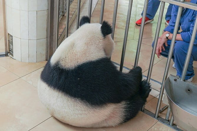 a better Panda Volunteer Experience at the Best panda base - WOLONG - Final Thoughts