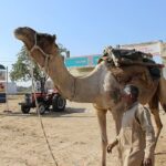 A Camel Safari Through The Thar Desert Sand Dunes Near Bikaner - A Closer Look at the Itinerary