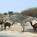 A Camel Safari with High Tea and Local Music - Price and Value