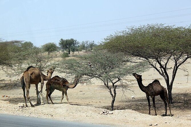 A Camel Safari with High Tea and Local Music - Price and Value
