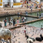 A Day Trip of Pushkar From Jaipur with Guide Service - Authenticities from Reviewers and Practical Tips