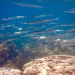 A most wanted Phu Quoc Snorkeling Tour - FAQ
