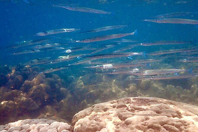 A most wanted Phu Quoc Snorkeling Tour - FAQ