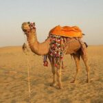 A Two Night Excursion To Jaisalmer From Jodhpur By Private Transfer - A Closer Look at the Itinerary