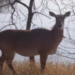 A Two Night Ranthambore National Park From Jaipur By Private Transfer - Why This Tour Offers Good Value