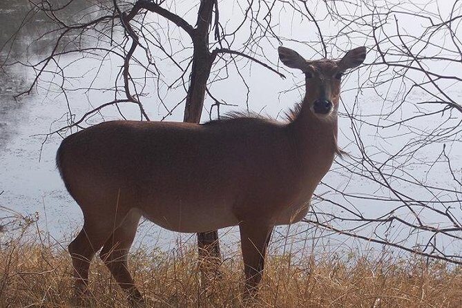 A Two Night Ranthambore National Park From Jaipur By Private Transfer - Why This Tour Offers Good Value