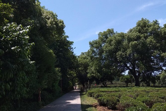 A Visit To Zen Buddhist Temple & A Taste Of Chinese Tea - A Taste of Tea Culture at the National Tea Museum