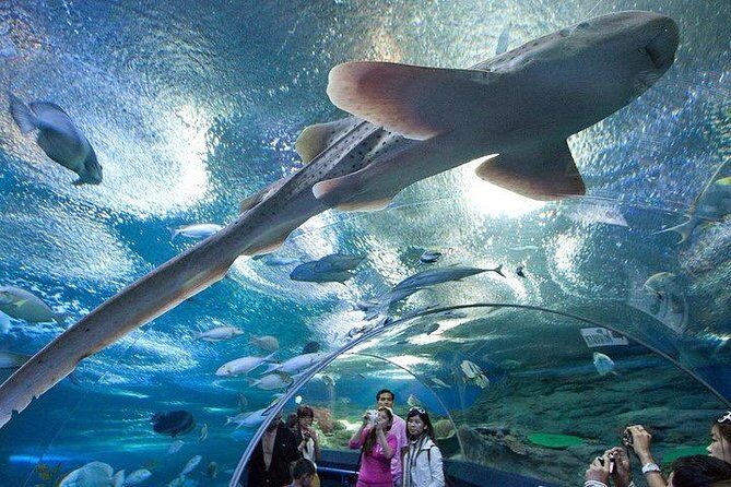 Admission Ticket to Underwater World Pattaya with Return Transfer - Final Thoughts