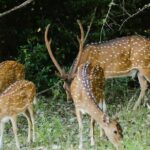Adventure Sri Lanka ( 5N/6D) - What Could Be Better?