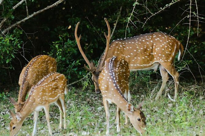 Adventure Sri Lanka ( 5N/6D) - What Could Be Better?