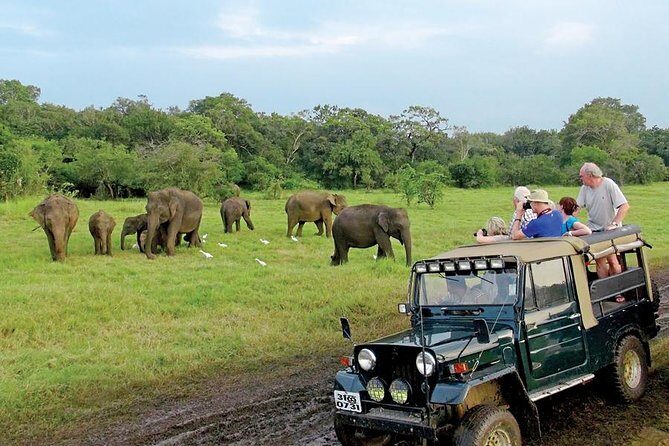 Afternoon Game Drive at Minneriya National Park from Polonnaruwa - Key Points