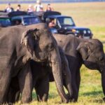 Afternoon Safari to Kaudulla National Park - Who Should Book This?